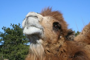 Princess the camel lives at Popcorn Park Zoo.