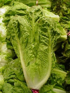 romaine