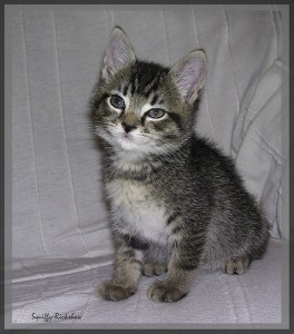 kitty Can't figure out how to incorporate your favorite picture into your e-mail signature?
