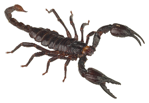 debt relief scorpion venom This debt relief has a sting to it? Try $39 million for a gallon of scorpion venom!