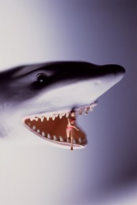 shark attack florida