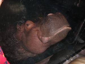 hippo Be a happy hippo with payday loans from Personal Money Store! (Photo: psotd.powerblogs.com)