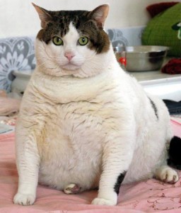 zerona laser cat This cat is NOT eligible for Zerona laser liposuction, but perhaps it should be. (Photo: flickr.com)