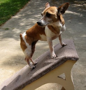 pet care costs short term loans No, your new dog doesn't "need" a ramp like this. Are you trying to put short term loans to the test? (Photo: flickr.com)