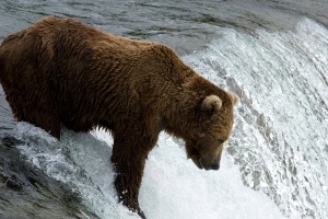 slippery money patient bear When it comes to making money, are you a patient bear… or something more impulsive? (Photo: flickr.com)