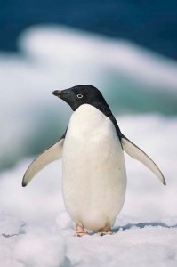national penguin awareness day